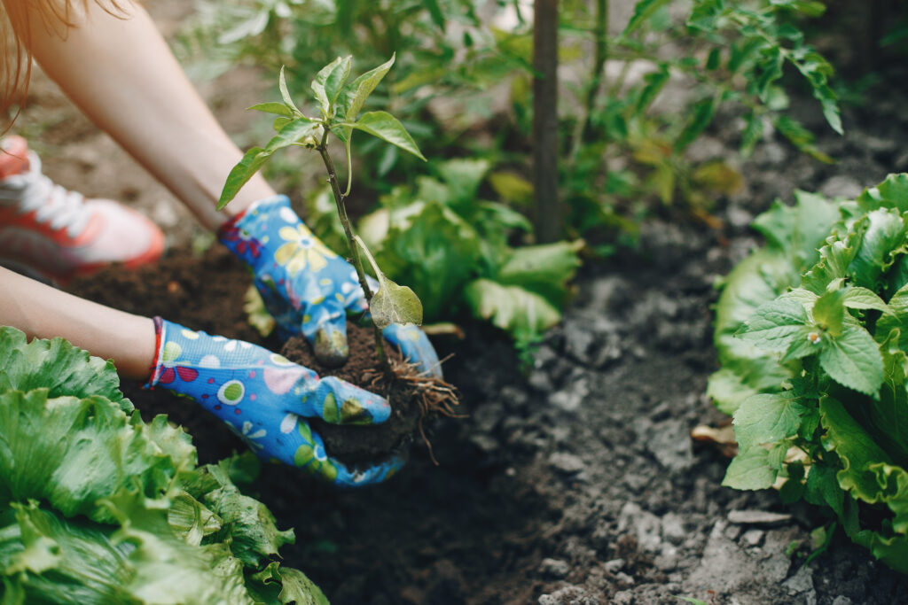 Beautiful woman works in a garden near the house
