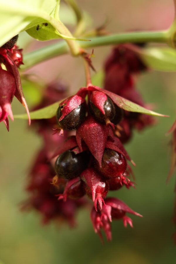Arbre à faisan - Leycesteria formosa – Image 2