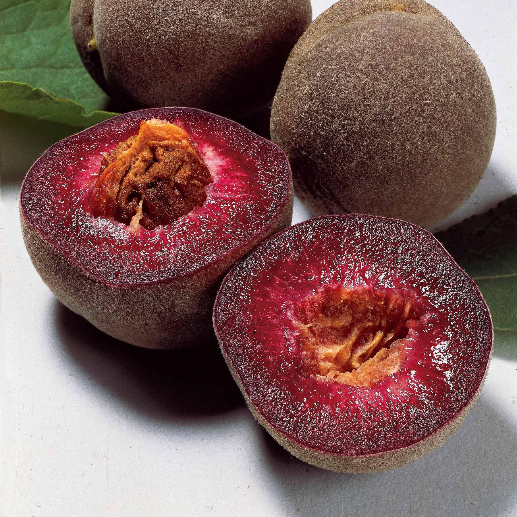 Pêche de vigne Sanguine