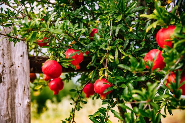 Grenadier -  Punica granatum