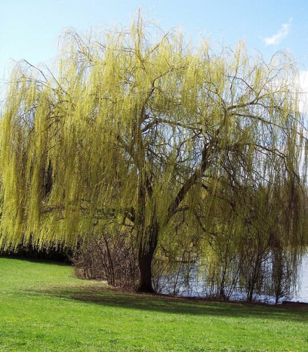 Saule Pleureur