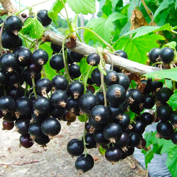 Cassis Noir de Bourgogne