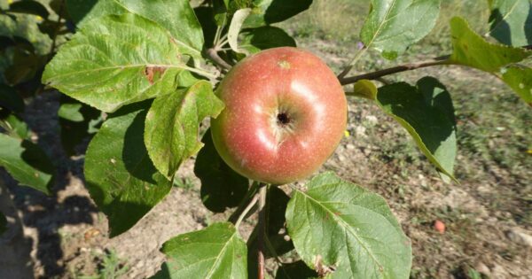 Champ Gaillard d'Automne