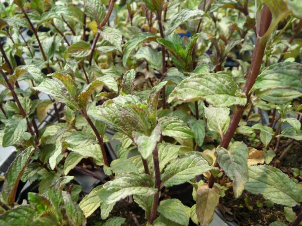 Menthe Poivré