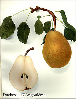 Duchesse d’Angoulême