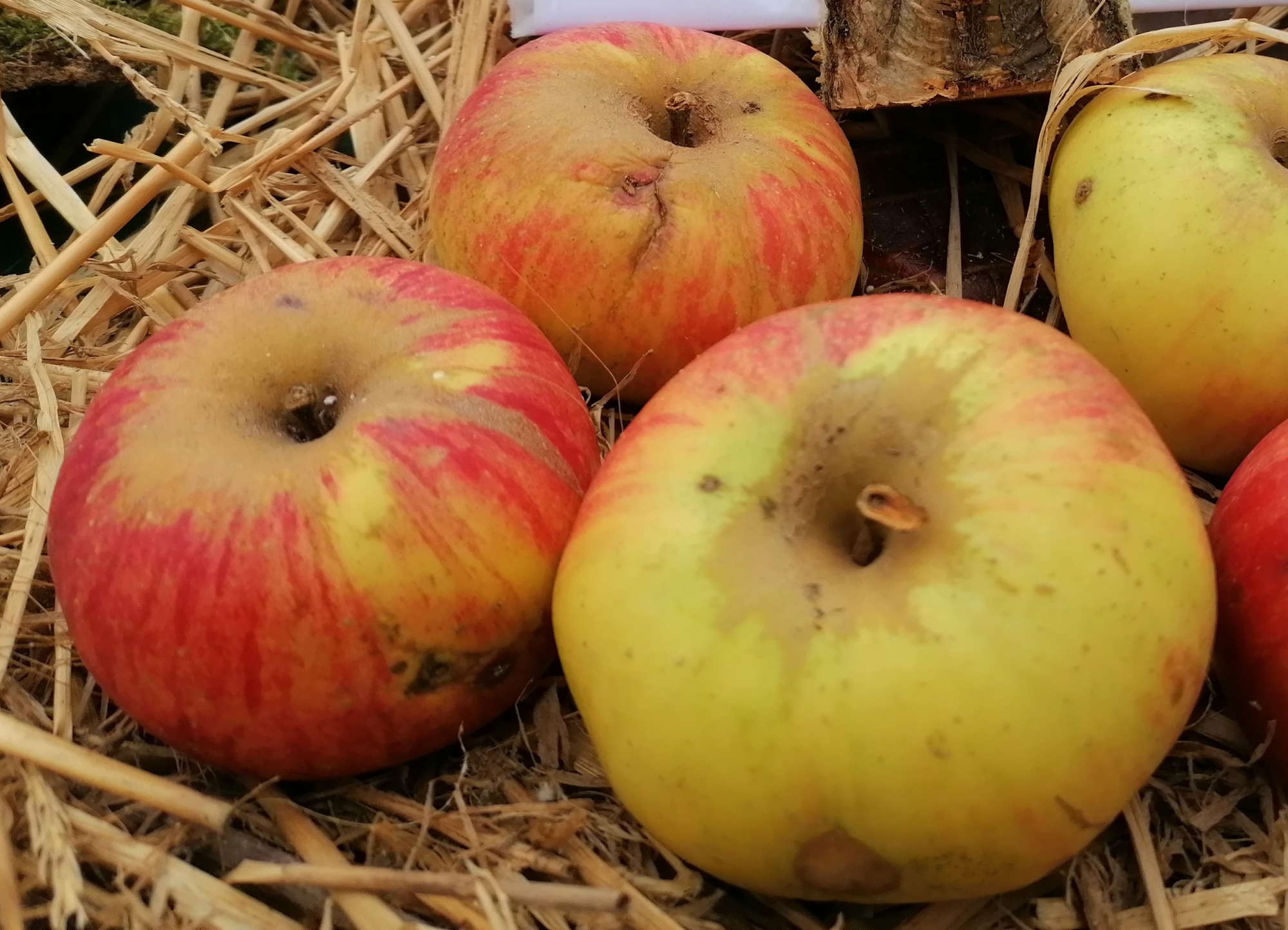 Abondante de Villefort